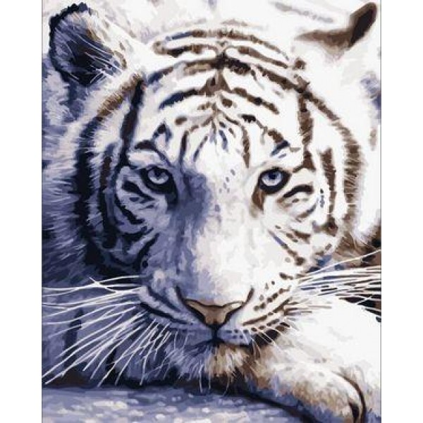 Animal Tiger Diy Paint By Numbers Kits Australia